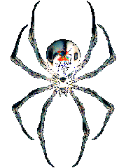 Araignee
