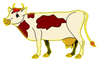 vaches